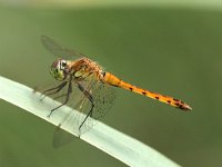 Sympetrum depressiusculum 4, Kempense Heidelibel, Saxifraga-Henk Baptist