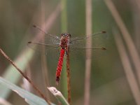 Sympetrum depressiusculum 5, Kempense Heidelibel, Saxifraga-Henk Baptist