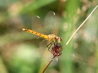 Sympetrum depressiusculum 6, Kempense Heidelibel, Saxifraga-Henk Baptist