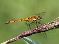 Sympetrum depressiusculum 8, Kempense Heidelibel, Saxifraga-Henk Baptist