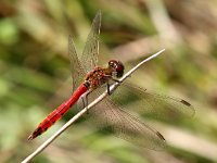 Sympetrum depressiusculum 9, Kempense Heidelibel, Saxifraga-Henk Baptist