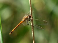 Sympetrum depressiusculum11, Kempense Heidelibel, Saxifraga-Henk Baptist
