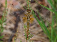 Sympetrum flaveolum, Yellow-winged Sympetrum