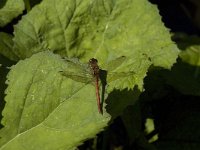 Sympetrum flaveolum 3, Geelvlekheidelibel, male, Saxifraga-Jan van der Straaten