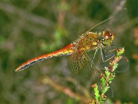 Sympetrum flaveolum 4, Geelvlekheidelibel, male juvenile, Vlinderstichting-Ab H Baas