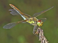 Sympetrum flaveolum 5, Geelvlekheidelibel, female, Vlinderstichting-Ab H Baas