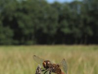 Sympetrum flaveolum 6, Geelvlekheidelibel, Saxifraga-Rob Felix : Animalia, Arthropoda, Insecta, Odonata, Project Natuurbalans, animal, arthropod, dargonfly, dier, dieren, geleedpotige, geleedpotigen, insect, insecten, juffer, libel, libellen