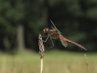 Sympetrum flaveolum 7, Geelvlekheidelibel, Saxifraga-Rob Felix : Animalia, Arthropoda, Insecta, Odonata, Project Natuurbalans, animal, arthropod, dargonfly, dier, dieren, geleedpotige, geleedpotigen, insect, insecten, juffer, libel, libellen