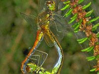 Geelvlekheidelibel 352_26 : Sympetrum flaveolum, Yellow-winged darter, Geelvlekheidelibel, copula