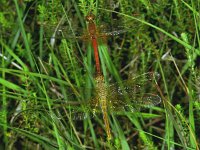 Geelvlekheidelibel 363_12 : Sympetrum flaveolum, Yellow-winged darter, Geelvlekheidelibel, couple, egg laying