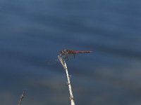 Sympetrum fonscolombii, Red-veined Sympetrum