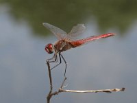 Sympetrum fonscolombii 2, Zwervende heidelibel, Saxifraga-Rob Felix : Animalia, Arthropoda, Insecta, Odonata, Project Natuurbalans, animal, arthropod, dargonfly, dier, dieren, geleedpotige, geleedpotigen, insect, insecten, juffer, libel, libellen