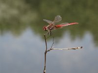 Sympetrum fonscolombii 3, Zwervende heidelibel, Saxifraga-Rob Felix : Animalia, Arthropoda, Insecta, Odonata, Project Natuurbalans, animal, arthropod, dargonfly, dier, dieren, geleedpotige, geleedpotigen, insect, insecten, juffer, libel, libellen