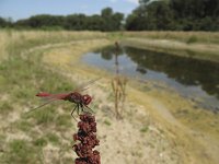 Sympetrum fonscolombii 4, Zwervende heidelibel, Saxifraga-Rob Felix : Animalia, Arthropoda, Insecta, Odonata, Project Natuurbalans, animal, arthropod, dargonfly, dier, dieren, geleedpotige, geleedpotigen, insect, insecten, juffer, libel, libellen