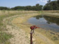 Sympetrum fonscolombii 5, Zwervende heidelibel, Saxifraga-Rob Felix : Animalia, Arthropoda, Insecta, Odonata, Project Natuurbalans, animal, arthropod, dargonfly, dier, dieren, geleedpotige, geleedpotigen, insect, insecten, juffer, libel, libellen