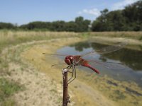 Sympetrum fonscolombii 6, Zwervende heidelibel, Saxifraga-Rob Felix : Animalia, Arthropoda, Insecta, Odonata, Project Natuurbalans, animal, arthropod, dargonfly, dier, dieren, geleedpotige, geleedpotigen, insect, insecten, juffer, libel, libellen