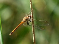 Sympetrum fonscolombii 8, Zwervende Heidelibel, Saxiftraga-Henk Baptist