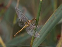 Sympetrum fonscolombii 9, Zwervende Heidelibel, Saxiftraga-Henk Baptist