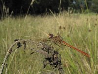 Sympetrum meridionale 1, Zuidelijke heidelibel, Saxifraga-Rob Felix : Animalia, Arthropoda, Insecta, Odonata, Project Natuurbalans, animal, arthropod, dargonfly, dier, dieren, geleedpotige, geleedpotigen, insect, insecten, juffer, libel, libellen