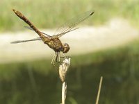 Sympetrum meridionale 3, Zuidelijke heidelibel, Saxifraga-Rob Felix : Animalia, Arthropoda, Insecta, Odonata, Project Natuurbalans, animal, arthropod, dargonfly, dier, dieren, geleedpotige, geleedpotigen, insect, insecten, juffer, libel, libellen