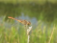 Sympetrum meridionale 5, Zuidelijke heidelibel, Saxifraga-Rob Felix : Animalia, Arthropoda, Insecta, Odonata, Project Natuurbalans, animal, arthropod, dargonfly, dier, dieren, geleedpotige, geleedpotigen, insect, insecten, juffer, libel, libellen