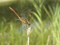 Sympetrum meridionale 6, Zuidelijke heidelibel, Saxifraga-Rob Felix : Animalia, Arthropoda, Insecta, Odonata, Project Natuurbalans, animal, arthropod, dargonfly, dier, dieren, geleedpotige, geleedpotigen, insect, insecten, juffer, libel, libellen