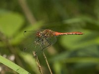 Sympetrum nigrescens 2, Duistere heidelibel, Saxifraga-Jan van der Straaten