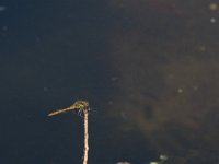 Sympetrum nigrescens 4, Duistere heidelibel, Saxifraga-Jan van der Straaten