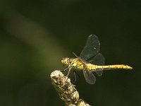 Sympetrum nigrescens 6, Duistere heidelibel, Saxifraga-Jan van der Straaten