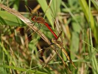 Sympetrum pedemontanum 11, Bandheidelibel, Saxifraga-Ab H Baas