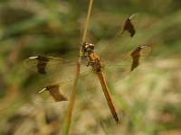 Bandheidelibel -V- #01 : Bandheidelibel, Sympetrum pedemontanum, female