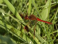 Bandheidelibel -M- #04 : Bandheidelibel, Sympetrum pedemontanum, male