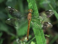 446N_19C, Bandheidelibel-V- : Bandheidelibel, Sympetrum pedemontanum, female