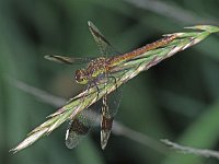 448N_28C, Bandheidelibel-V- : Bandheidelibel, Sympetrum pedemontanum, female