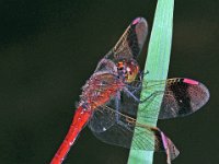 448N_EEC, Bandheidelibel-M- : Bandheidelibel, Sympetrum pedemontanum, male