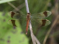 Sympetrum pedemontanum 25, Bandheidelibel, Saxifraga-Peter Meininger