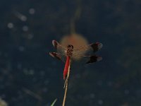 Sympetrum pedemontanum 26, Bandheidelibel, Saxifraga-Bas Klaver