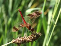 Sympetrum pedemontanum 27, Bandheidelibel, Saxifraga-Henk Baptist