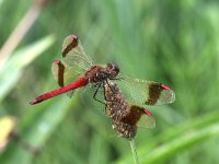 Sympetrum pedemontanum 28, Bandheidelibel, Saxifraga-Henk Baptist