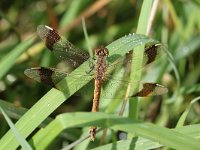 Sympetrum pedemontanum 30, Bandheidelibel, Saxifraga-Henk Baptist