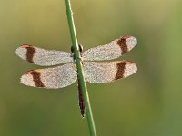 Sympetrum pedemontanum 35, Bandheidelibel, Saxifraga-Luuk Vermeer