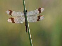 Sympetrum pedemontanum 37, Bandheidelibel, Saxifraga-Luuk Vermeer