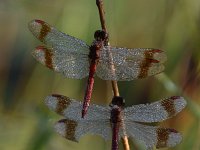 Sympetrum pedemontanum 39, Bandheidelibel, Saxifraga-Luuk Vermeer