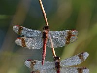 Sympetrum pedemontanum 41, Bandheidelibel, Saxifraga-Luuk Vermeer