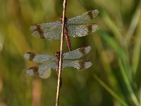 Sympetrum pedemontanum 44, Bandheidelibel, Saxifraga-Luuk Vermeer