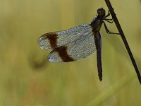 Sympetrum pedemontanum 46, Bandheidelibel, Saxifraga-Luuk Vermeer