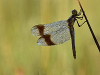 Sympetrum pedemontanum 49, Bandheidelibel, Saxifraga-Luuk Vermeer