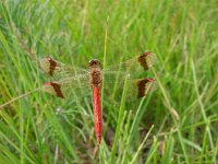 Sympetrum pedemontanum 5, Bandheidelibel, Saxifraga-Willem Jan Hoeffnagel