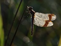 Sympetrum pedemontanum 51, Bandheidelibel, Saxifraga-Luuk Vermeer