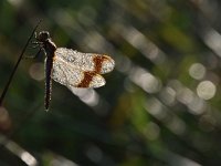 Sympetrum pedemontanum 52, Bandheidelibel, Saxifraga-Luuk Vermeer